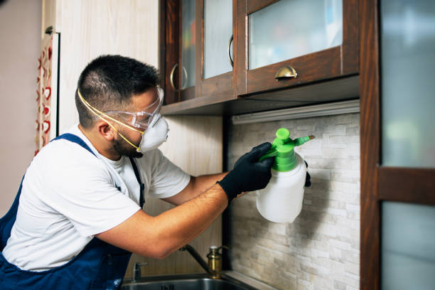Best Wasp Removal Services  in Pacolet, SC