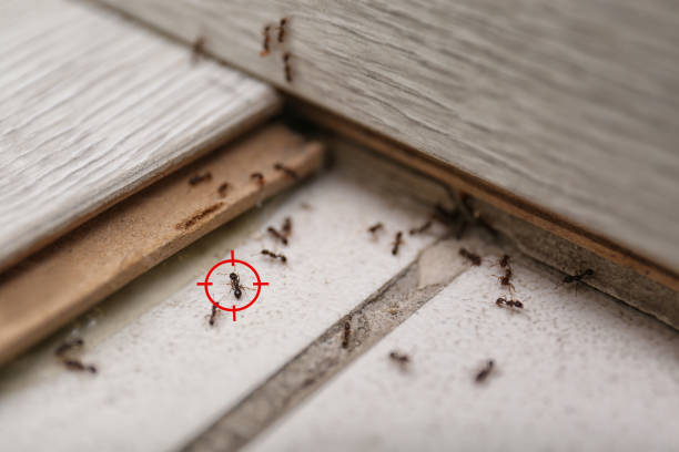 Best Commercial Pest Control Services  in Pacolet, SC